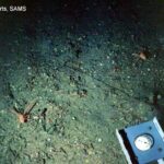 An echiuran worm (probably Bonellia viridis) emerges from its burrow to feed