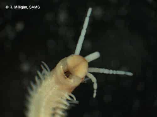 The head of Eunice norvegica, a bristle worm © R. Milligan, SAMS (2005)