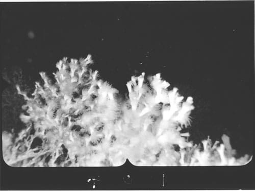 Live Lophelia pertusa Polyps