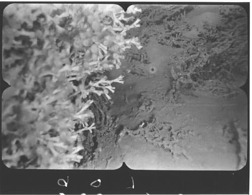 Live Lophelia pertusa Thicket