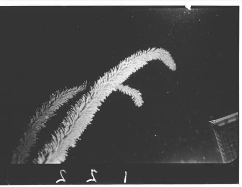 Large Antipatharian Coral