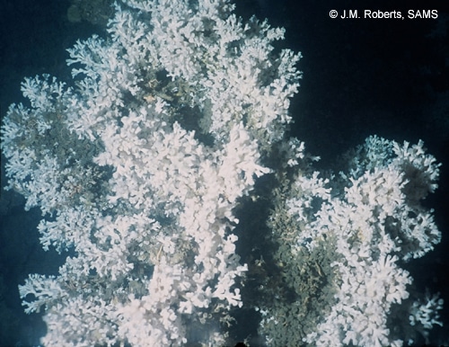 Lophelia pertusa colony, Mingulay Reef, NE Atlantic. © J.M. Roberts, SAMS (2005)