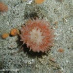 A sea anemone (1Urticina eques), North Sea. © Lundin Petroleum Ltd (2002)