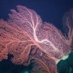 Cold-water Corals (Cambridge University Press) © 2009 JM Roberts, A Wheeler, A Freiwald and S Cairns Figure downloaded from www.lophelia.org/cold-water-corals-book