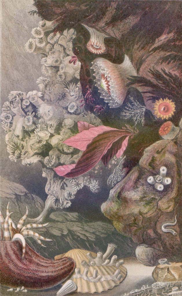 Cold-water Corals (Cambridge University Press) © 2009 JM Roberts, A Wheeler, A Freiwald and S Cairns Figure downloaded from www.lophelia.org/cold-water-corals-book