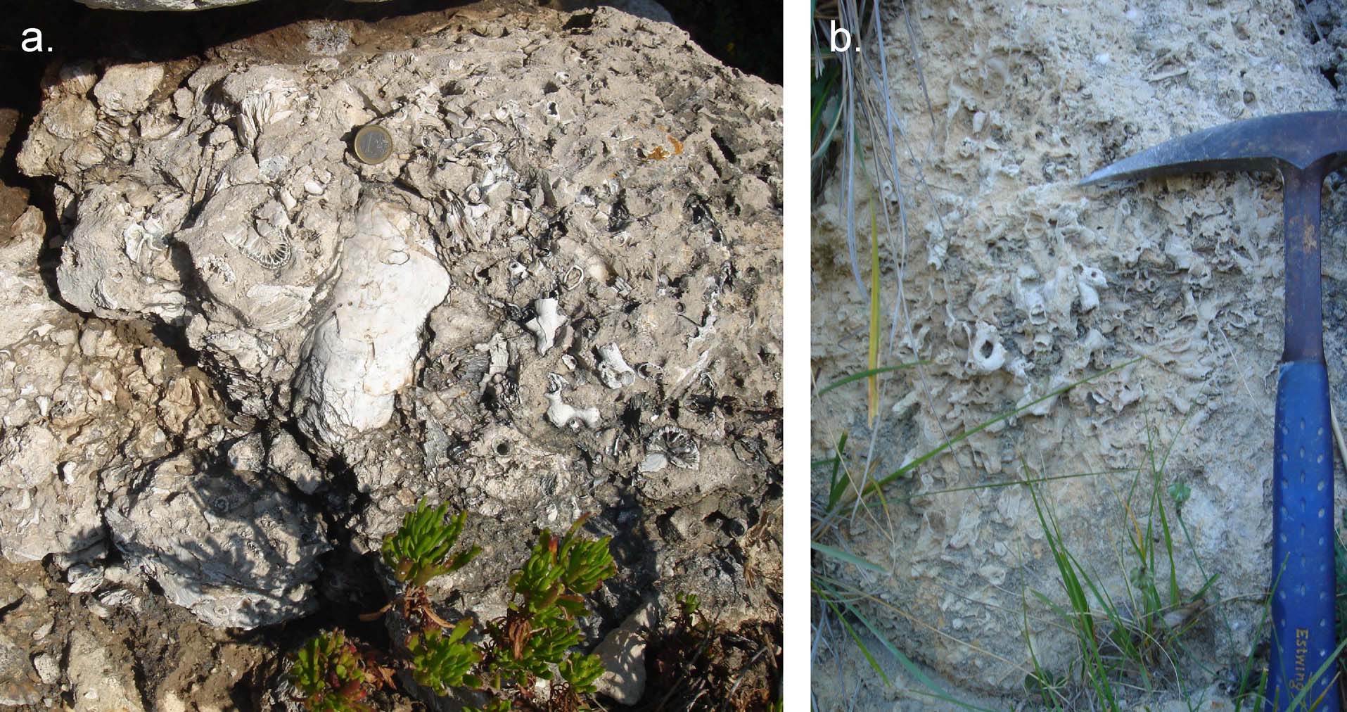 Cold-water Corals (Cambridge University Press) © 2009 JM Roberts, A Wheeler, A Freiwald and S Cairns Figure downloaded from www.lophelia.org/cold-water-corals-book