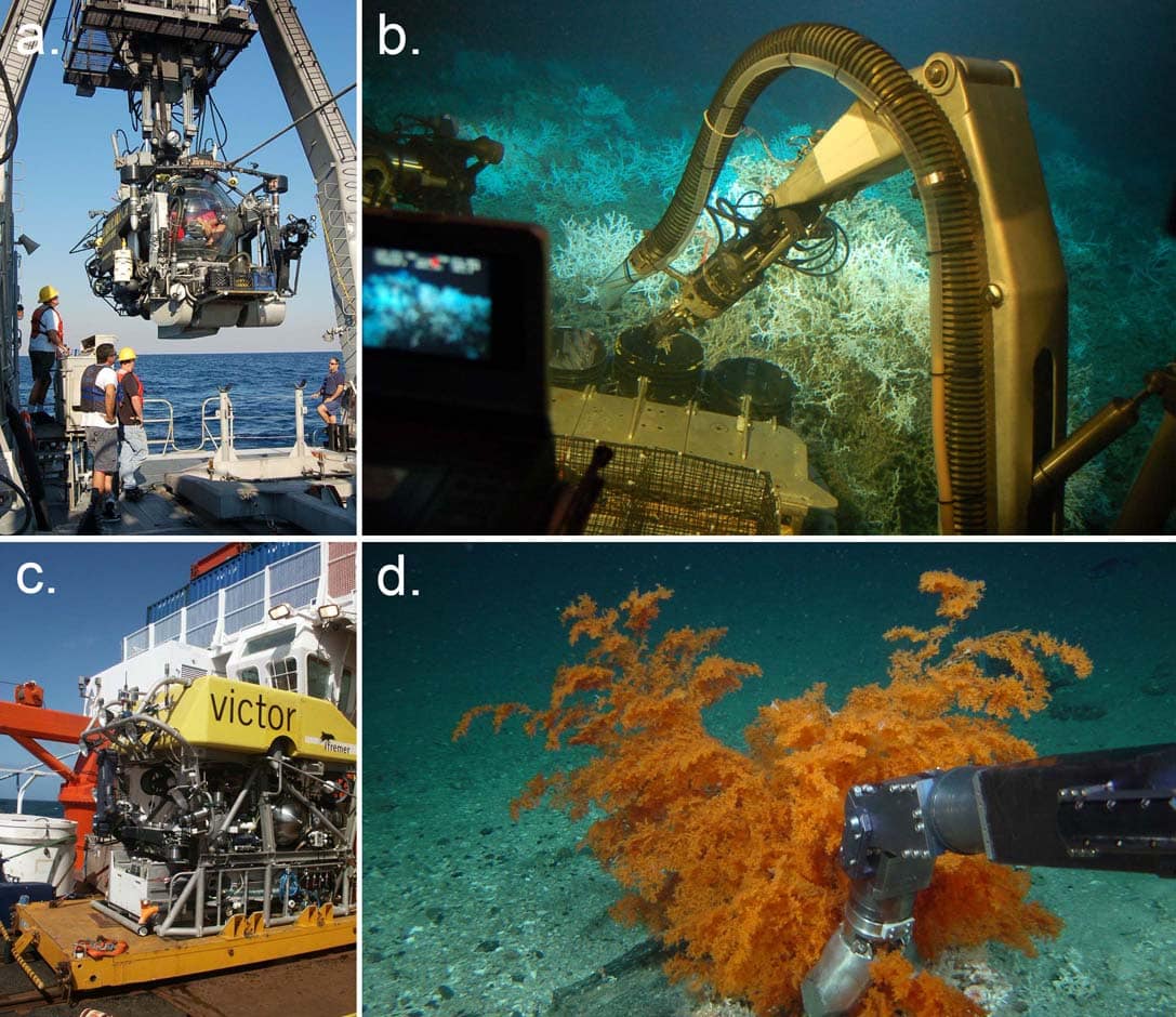 Cold-water Corals (Cambridge University Press) © 2009 JM Roberts, A Wheeler, A Freiwald and S Cairns Figure downloaded from www.lophelia.org/cold-water-corals-book