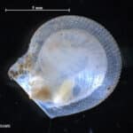 Delectopecten vitreus © L. Henry, SAMS (2005)