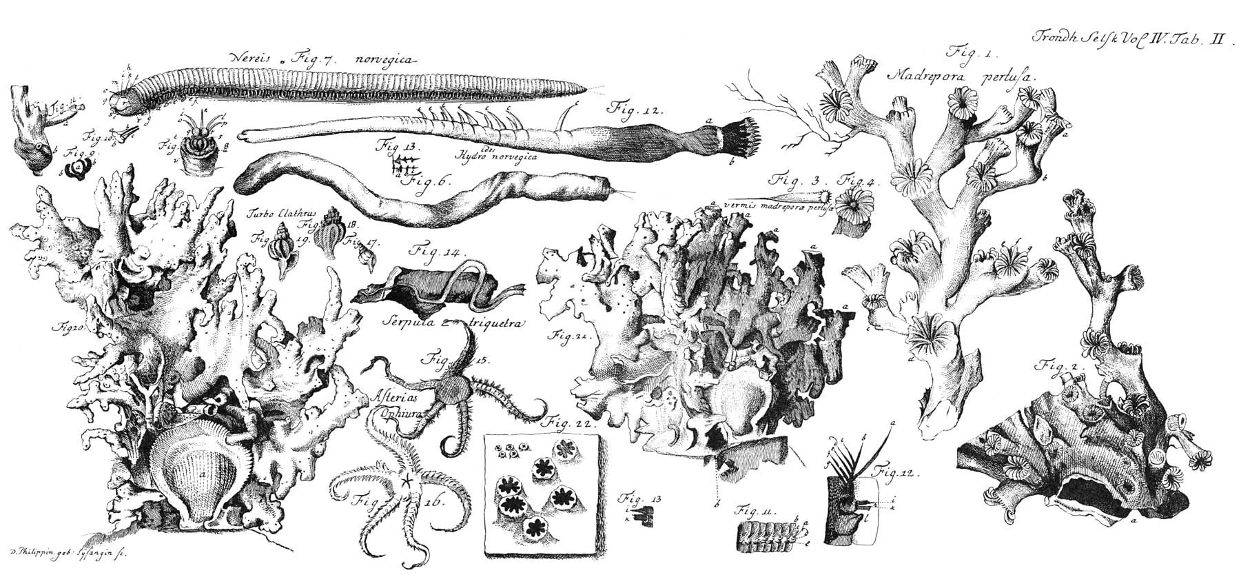 Cold-water Corals (Cambridge University Press) © 2009 JM Roberts, A Wheeler, A Freiwald and S Cairns Figure downloaded from www.lophelia.org/cold-water-corals-book