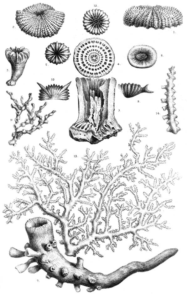 Cold-water Corals (Cambridge University Press) © 2009 JM Roberts, A Wheeler, A Freiwald and S Cairns Figure downloaded from www.lophelia.org/cold-water-corals-book