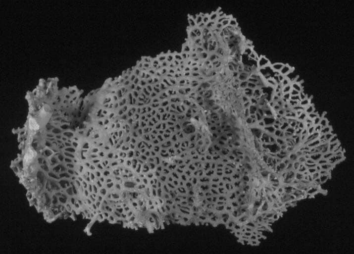 Cold-water Corals (Cambridge University Press) © 2009 JM Roberts, A Wheeler, A Freiwald and S Cairns Figure downloaded from www.lophelia.org/cold-water-corals-book