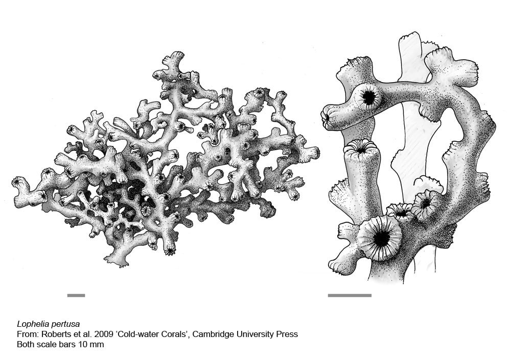 Cold-water Corals (Cambridge University Press) © 2009 JM Roberts, A Wheeler, A Freiwald and S Cairns Figure downloaded from www.lophelia.org/cold-water-corals-book