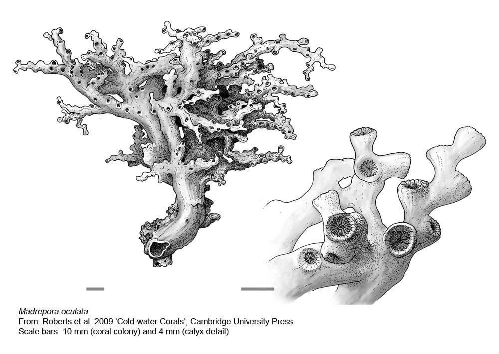 Cold-water Corals (Cambridge University Press) © 2009 JM Roberts, A Wheeler, A Freiwald and S Cairns Figure downloaded from www.lophelia.org/cold-water-corals-book