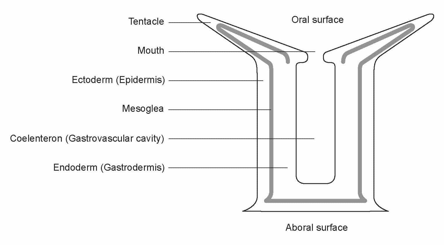 Cold-water Corals (Cambridge University Press) © 2009 JM Roberts, A Wheeler, A Freiwald and S Cairns Figure downloaded from www.lophelia.org/cold-water-corals-book