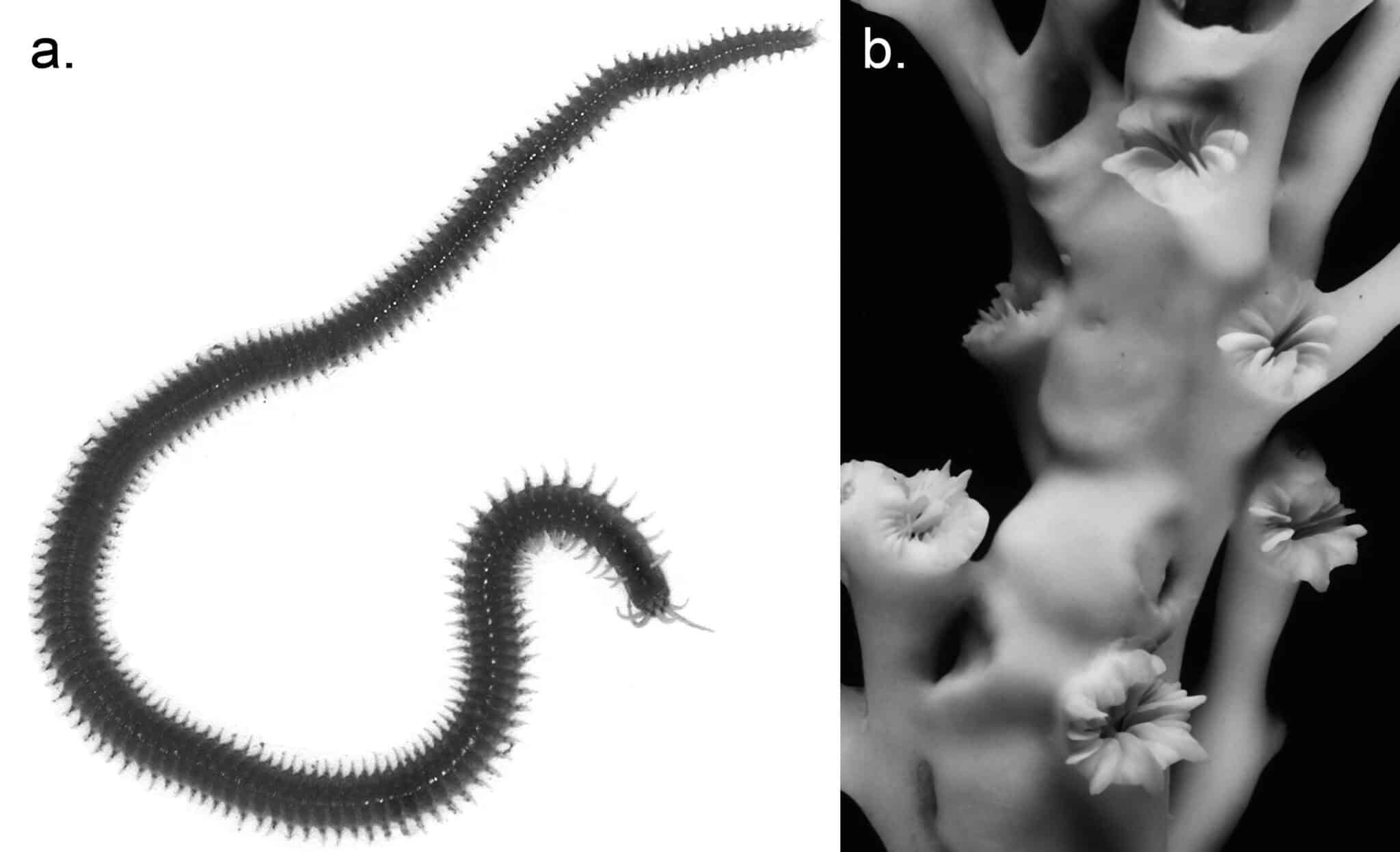 Cold-water Corals (Cambridge University Press) © 2009 JM Roberts, A Wheeler, A Freiwald and S Cairns Figure downloaded from www.lophelia.org/cold-water-corals-book