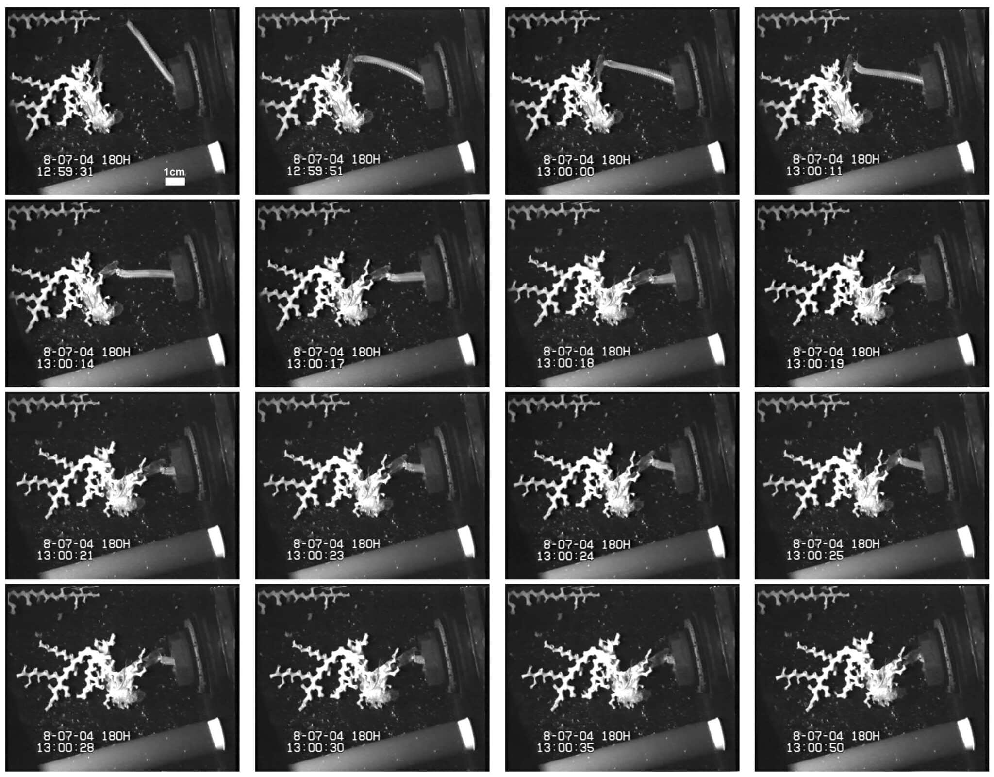 Cold-water Corals (Cambridge University Press) © 2009 JM Roberts, A Wheeler, A Freiwald and S Cairns Figure downloaded from www.lophelia.org/cold-water-corals-book