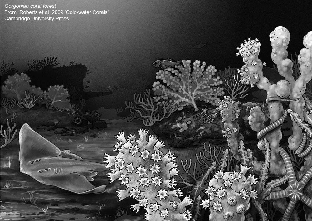 Cold-water Corals (Cambridge University Press) © 2009 JM Roberts, A Wheeler, A Freiwald and S Cairns Figure downloaded from www.lophelia.org/cold-water-corals-book