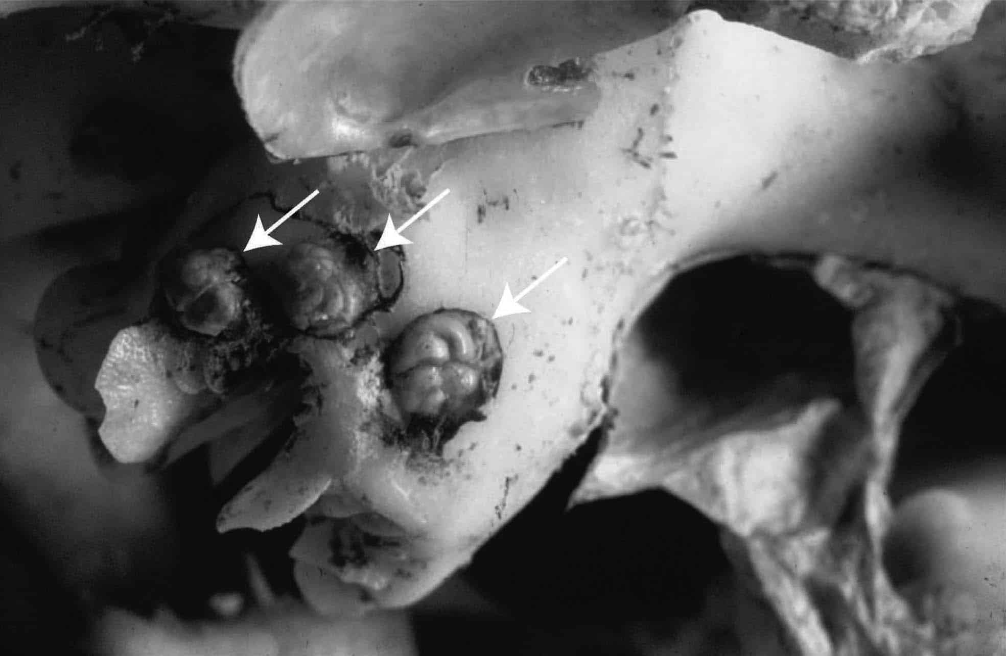 Cold-water Corals (Cambridge University Press) © 2009 JM Roberts, A Wheeler, A Freiwald and S Cairns Figure downloaded from www.lophelia.org/cold-water-corals-book