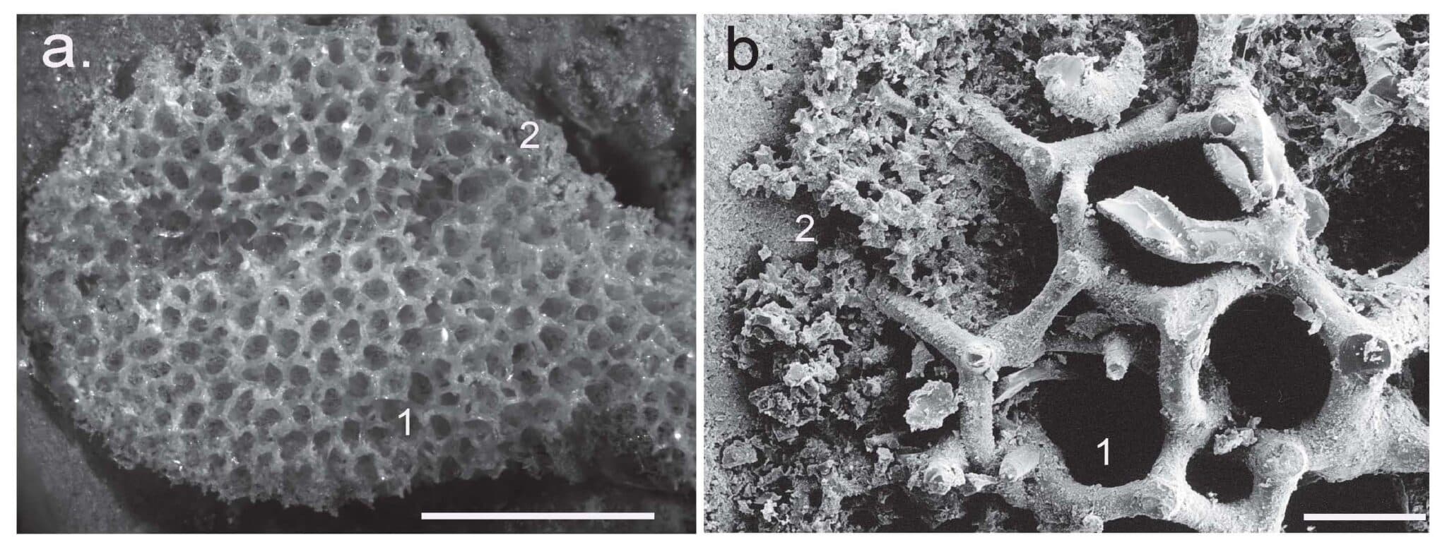 Cold-water Corals (Cambridge University Press) © 2009 JM Roberts, A Wheeler, A Freiwald and S Cairns Figure downloaded from www.lophelia.org/cold-water-corals-book