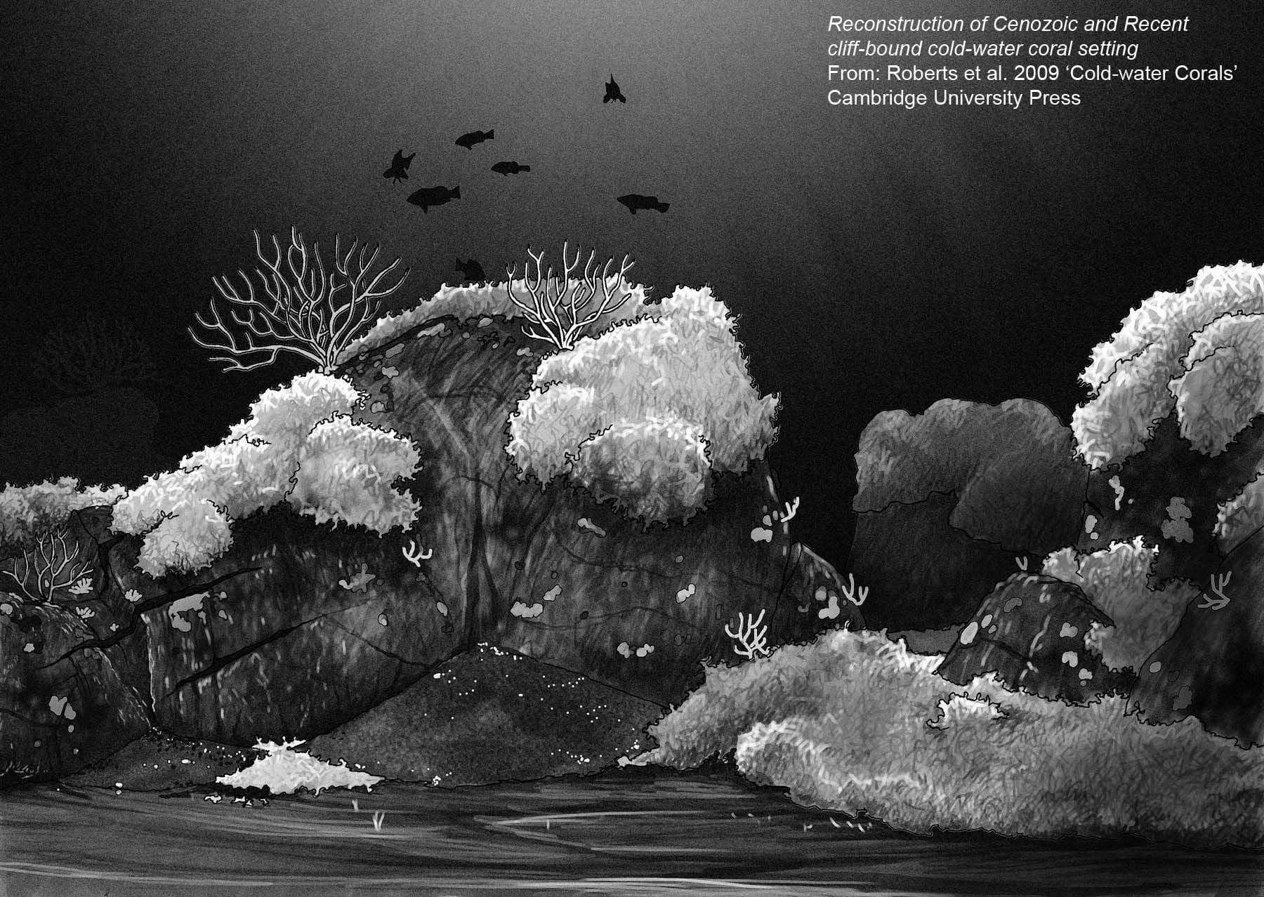 Cold-water Corals (Cambridge University Press) © 2009 JM Roberts, A Wheeler, A Freiwald and S Cairns Figure downloaded from www.lophelia.org/cold-water-corals-book