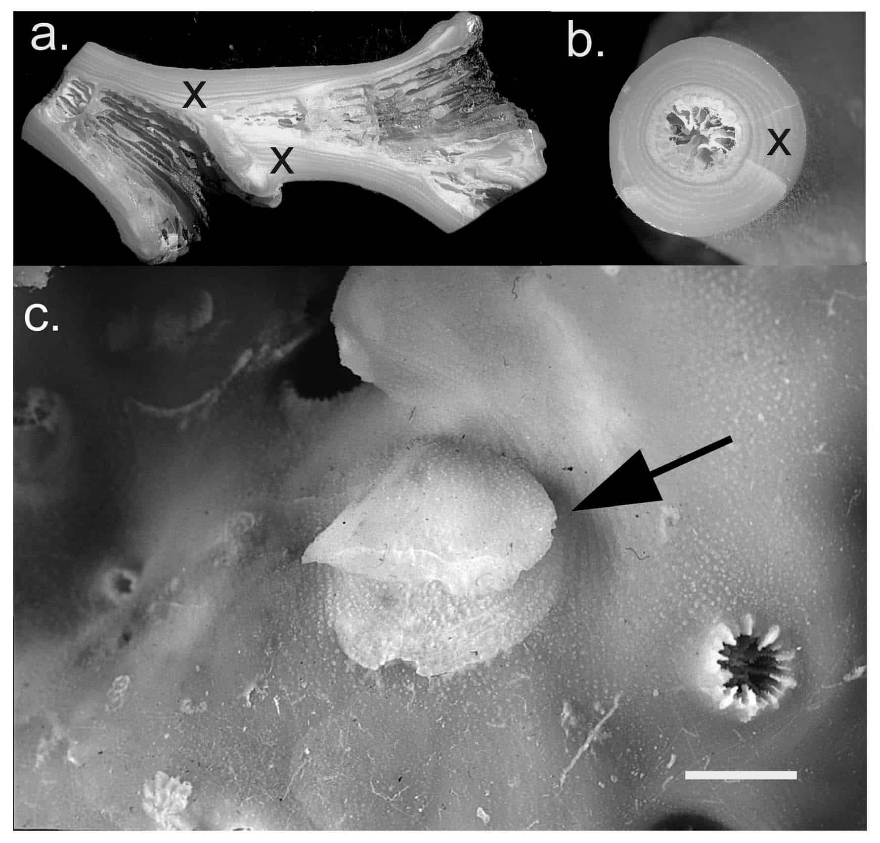 Cold-water Corals (Cambridge University Press) © 2009 JM Roberts, A Wheeler, A Freiwald and S Cairns Figure downloaded from www.lophelia.org/cold-water-corals-book