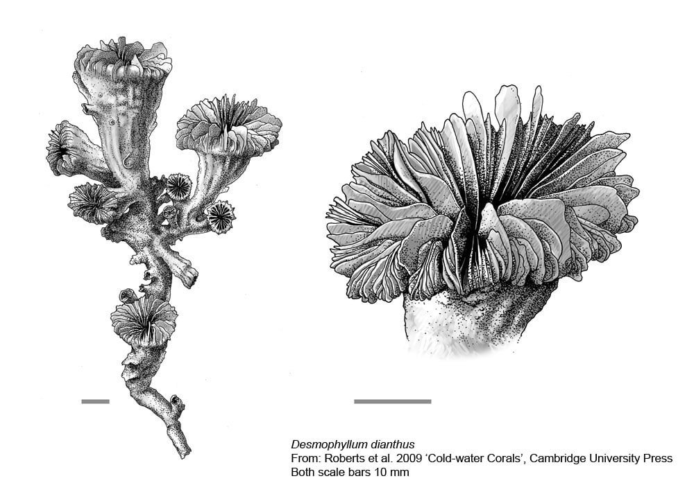 Cold-water Corals (Cambridge University Press) © 2009 JM Roberts, A Wheeler, A Freiwald and S Cairns Figure downloaded from www.lophelia.org/cold-water-corals-book