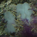 Glass sponge AWI & Ifremer (2003)