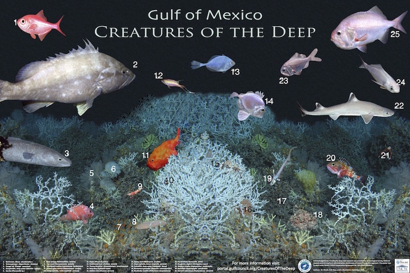 (1) Red bream (Beryx decadactylus) (2) Snowy grouper (Hyporthodus niveatus) (3) Conger eel (Conger oceanicus) (4) Scorpionfish, deep-water (Idiastion kyphos) (5) Sea fan (Plumarella spp.) (6) Glass sponge (Aphrocallistes beatrix) (7) Cup coral (Thecopsammia socialis) (8) Shortbeard codling (Laemonema barbatulum) (9) Armed nylon shrimp (Heterocarpus ensifer) (10) Living Lophelia, white (Lophelia pertusa) (11) Gaper (Chaunax pictus) (12) Swallowtail bass (Anthias woodsi) (13) Thorny tinselfish (Grammicolepis brachiusculus) (14) Rosy dory (Cyttopsis rosea) (15) Golden crab (Chaceon fenneri) (16) Zigzag coral (Madrepora oculata) (17) Dead Lophelia, brown (Lophelia pertusa) (18) Goosefish, deep-water (Lophiodes beroe) (19) Bluntsnout grenadier (Nezumia sclerorhynchus) (20) Blackbelly rosefish (Helicolenus dactylopterus) (21) Squat lobster (Eumunida picta) (22) Roughskin dogfish (Cirrhigaleus asper) (23) Western roughy (Hoplostethus occidentalis) (24) Barrelfish (Hyperoglyphe perciformis) (25) Darwin’s slimehead (Gephyroberyx darwinii)