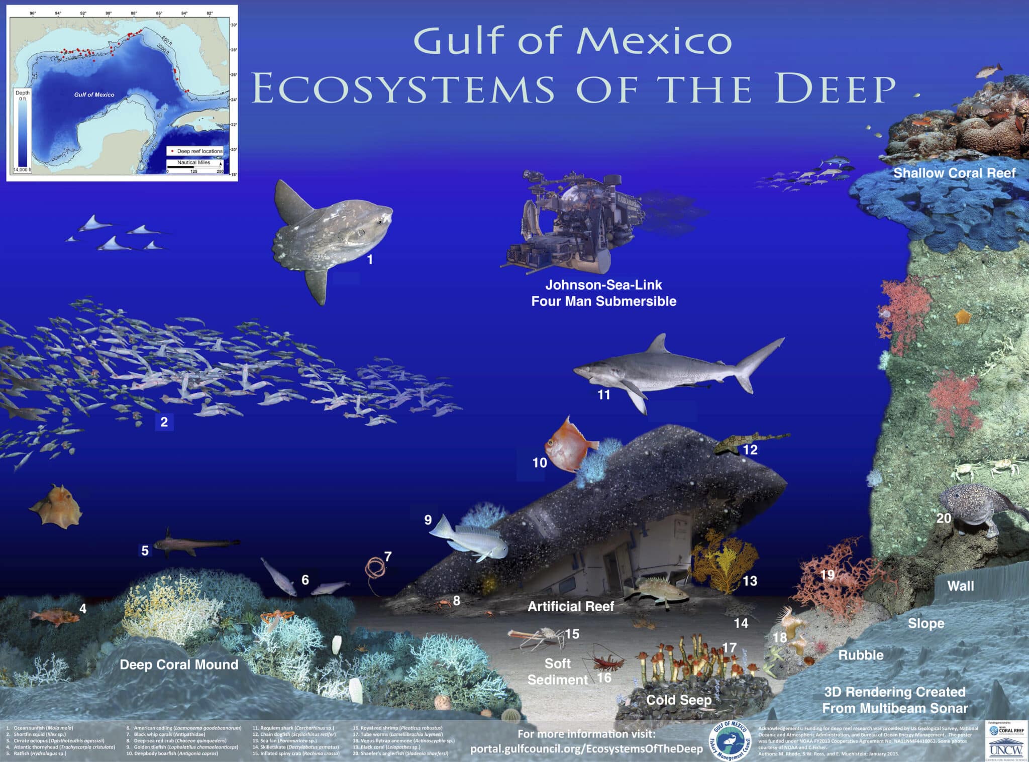 (1) Ocean sunfish (Mola mola) (2) Shortfin squid (Illex sp.) (3) Cirrate octopus (Opistoteuthis agassizi) (4) Atlantic thornyhead (Trachyscorpia cristulata) (5) Ratfish (Hydrolagus sp.) (6) American codling (Laemonema goodebeanorum) (7) Black whip corals (Antipathidae) (8) Deep-sea red crab (Chaceon quinquedens) (9) Golden tilefish (Lopholatilus chamaeleonticeps) (10) Deepbody Boarfish (Antigonia capros) (11) Requiem shark (Carcharhinus sp.) (12) Chain dogfish (Scyliorhinus retifer) (13) Sea fan (Paramuricea sp.) (14) Skilletskate (Dactylobatus armatus) (15) Inflated spiny crab (Rochinia crassa) (16) Royal red shrimp (Pleoticus robustus) (17) Tube worms (Lamellibrachia luymesi) (18) Venus flytrap anemone (Actinoscyphia sp.) (19) Black coral (Leiopathes sp.) (20) Shaefer's anglerfish (Sladenia shaefersi)