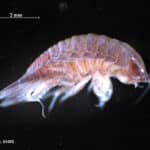 Natatolana borealis © L. Henry, SAMS (2005)