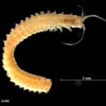 Nothria conchylega © L. Henry, SAMS (2005)