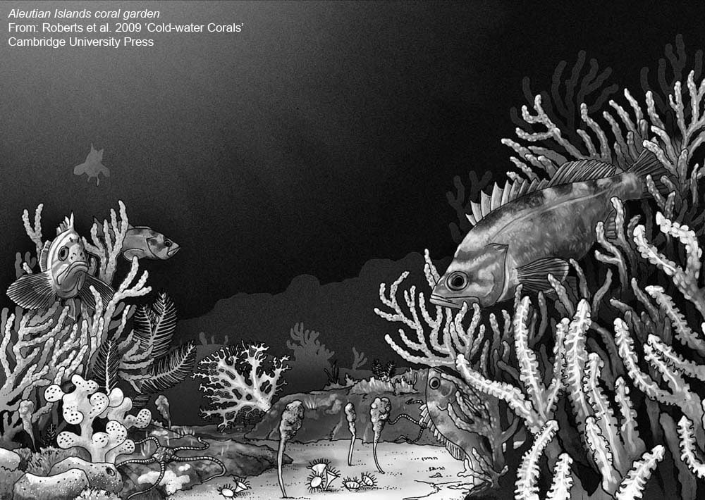 Coral Habitats - Aleutian Islands coral garden