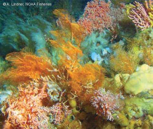 Diverse coral and sponge fauna recently discovered off the Aleutian Islands © A. Lindner, NOAA Fisheries