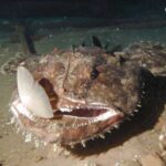 An angler fish enjoying a recently caught meal © NOCS