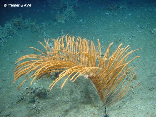 Crinoids found within the coral rubble, Porcupine Seabight © Ifremer & AWI (2003)
