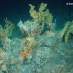 A small community of corals and sponges colonising a boulder