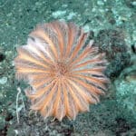 Crinoids are calcified filter feeding echinoderms. They are very widespread in areas of fast current flow