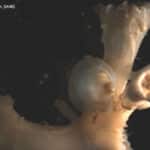 Bivalve - many bivalves can live on the surface of dead coral, attached by the fine strings they secrete.