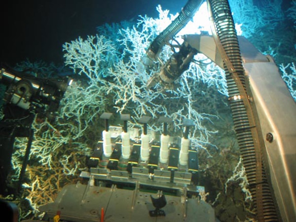 Sampling Lophelia in the Gulf of Mexico for microbiological studies © USGS/Christina Kellogg