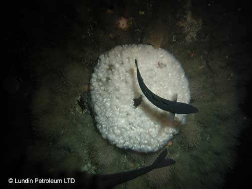 A small colony of Lophelia pertusa grows on an oil rig © Lundin Petroleum Ltd (2002)