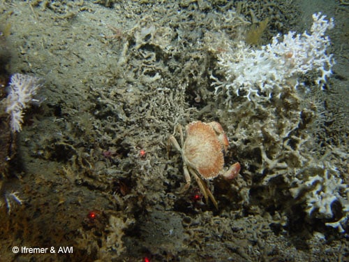 A crab forages amongst the dead coral rubble of Lophelia pertusa colonies, Porcupine Seabight © Ifremer & AWI (2003)