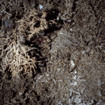 A crab walks across dead coral rubble.