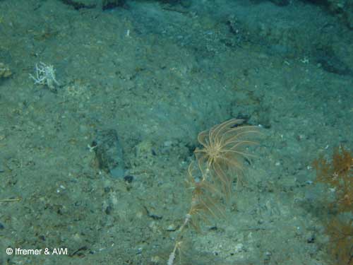 A solitary crinoid, Porcupine Seabight © Ifremer & AWI (2003)