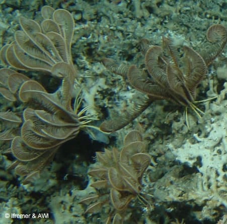 Antipatharian or black coral, Porcupine Seabight © Ifremer & AWI (2003)