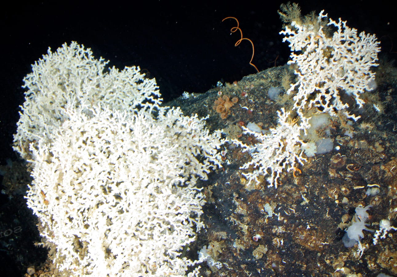 Caribbean corals ©DeepCASTII expedition and NOAA