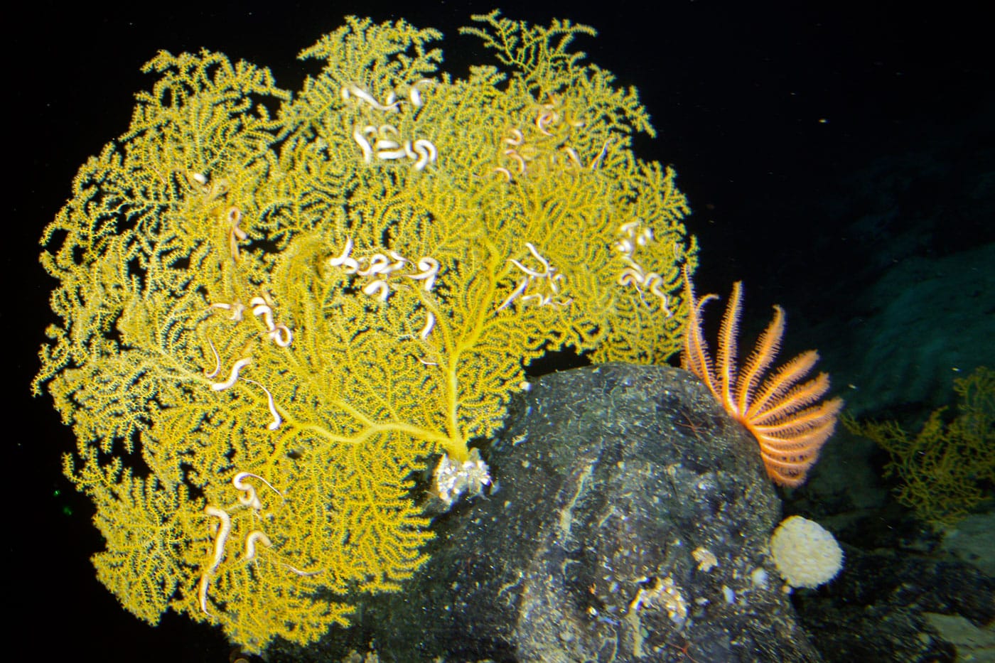 Caribbean corals ©DeepCASTII expedition and NOAA