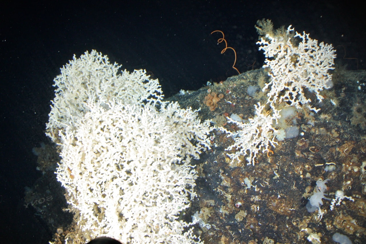 Caribbean corals ©DeepCASTII expedition and NOAA