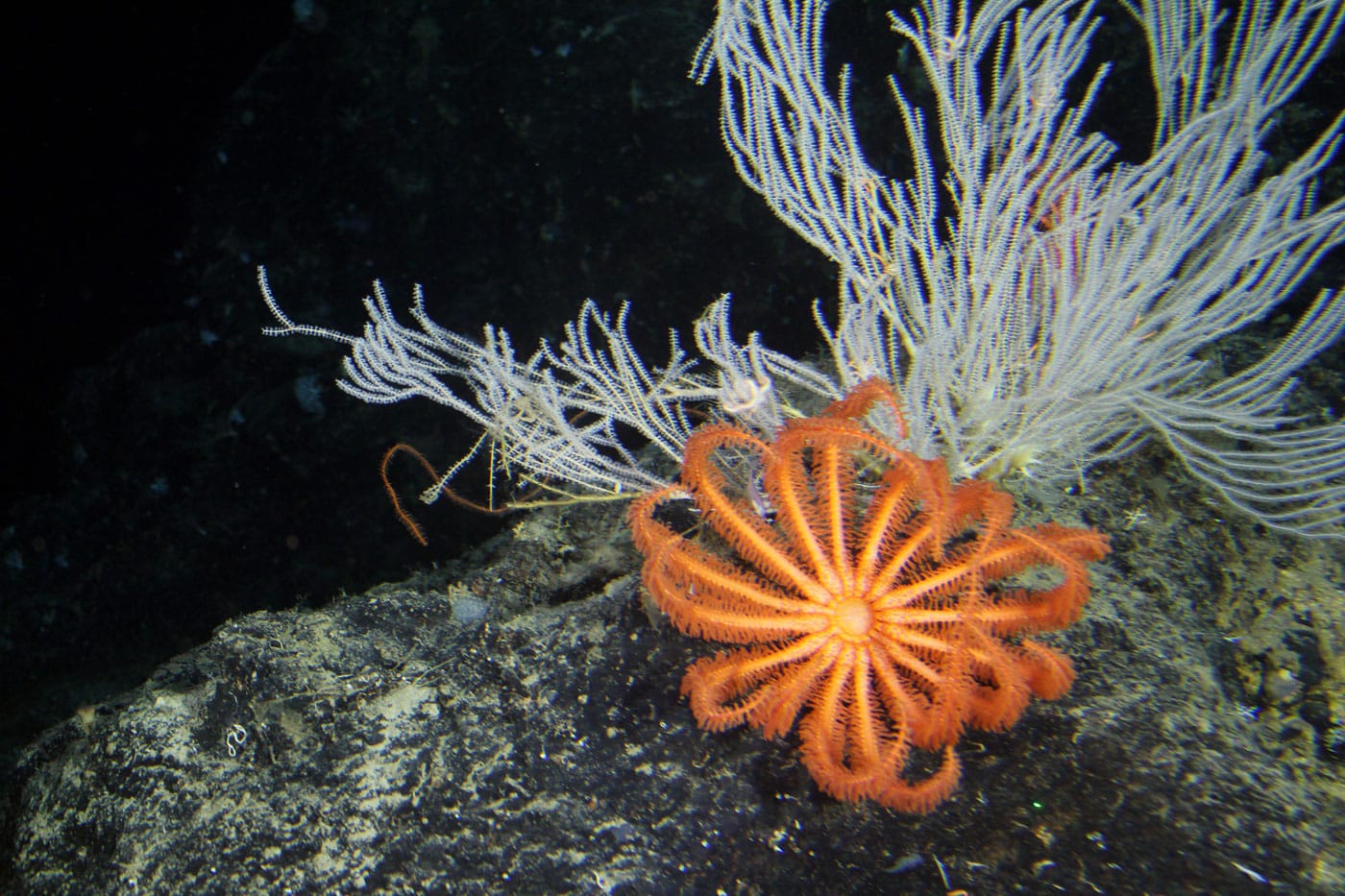 Caribbean corals ©DeepCASTII expedition and NOAA