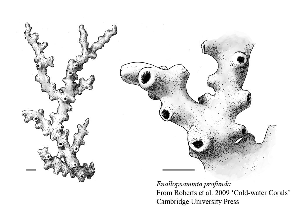 Scleractinian Corals - Enallopsammia profunda