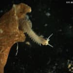 Eunice norvegica - a bristleworm that lives in a parchment tube on the surface of Lophelia pertusa and other cold-water corals.